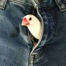 luawr
